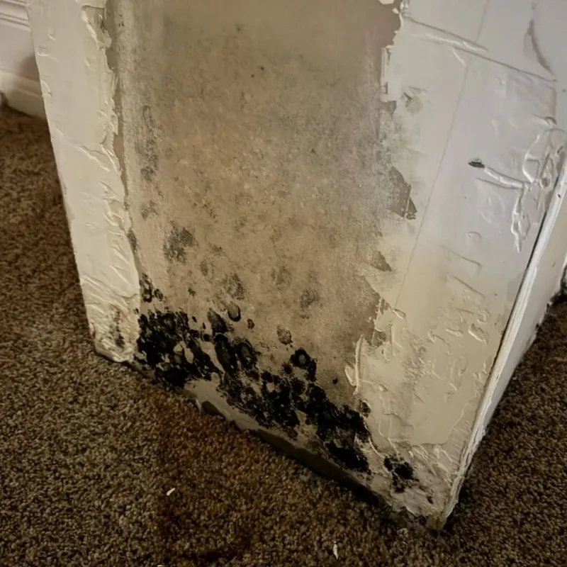 Professional Mold Removal in Richmond, IN
